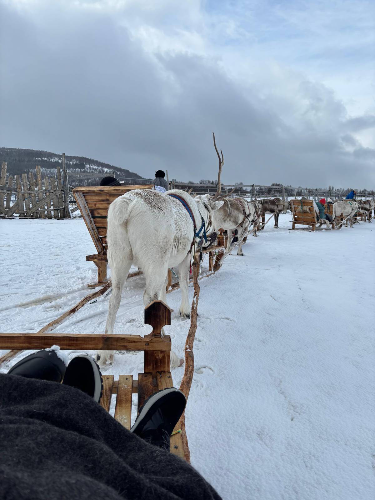 Tromsø: Rentierschlitten & Füttern mit samischem Guide