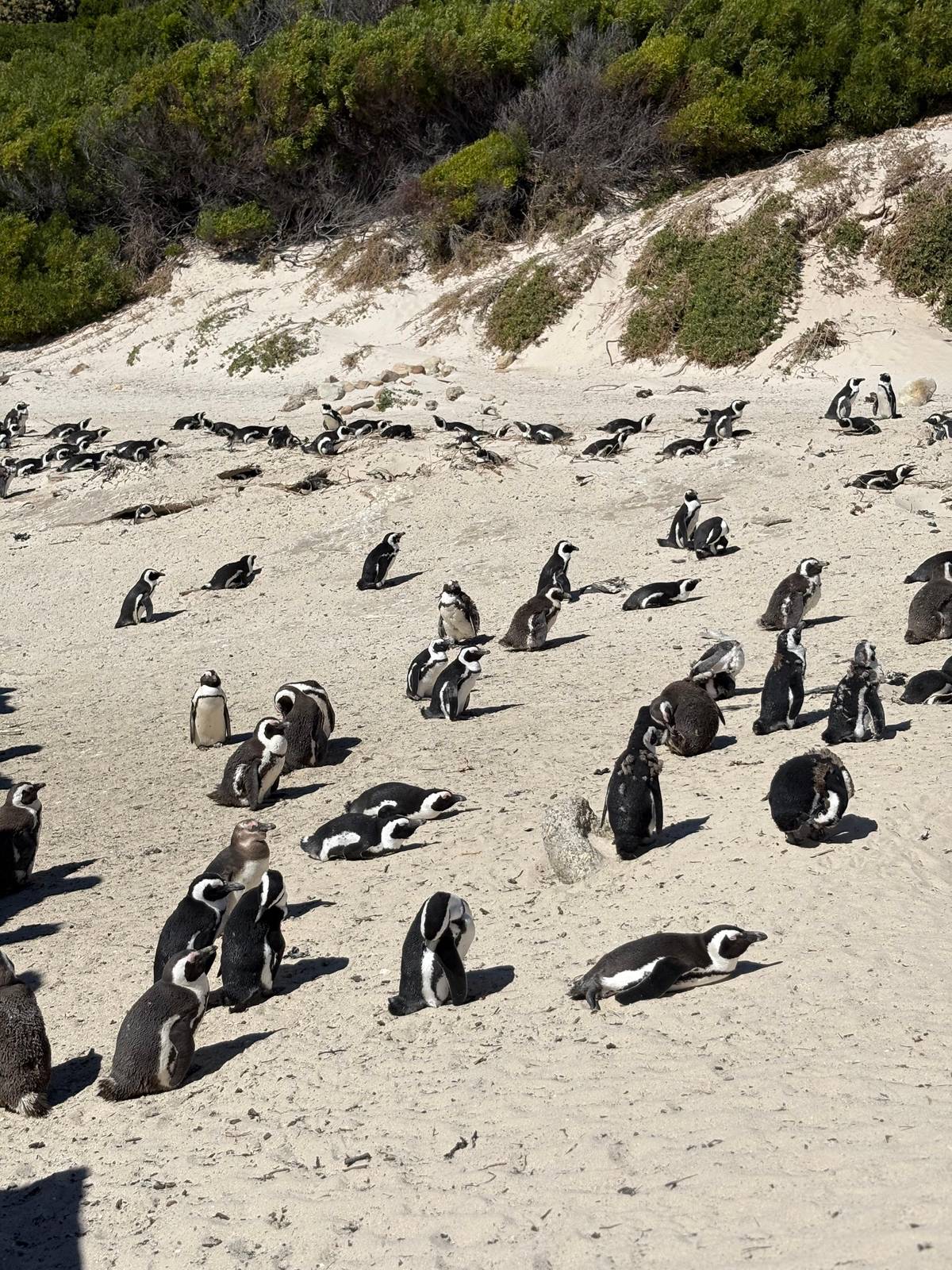 Cape Town: Penguin Watching at Boulders Beach Half-Day Tour