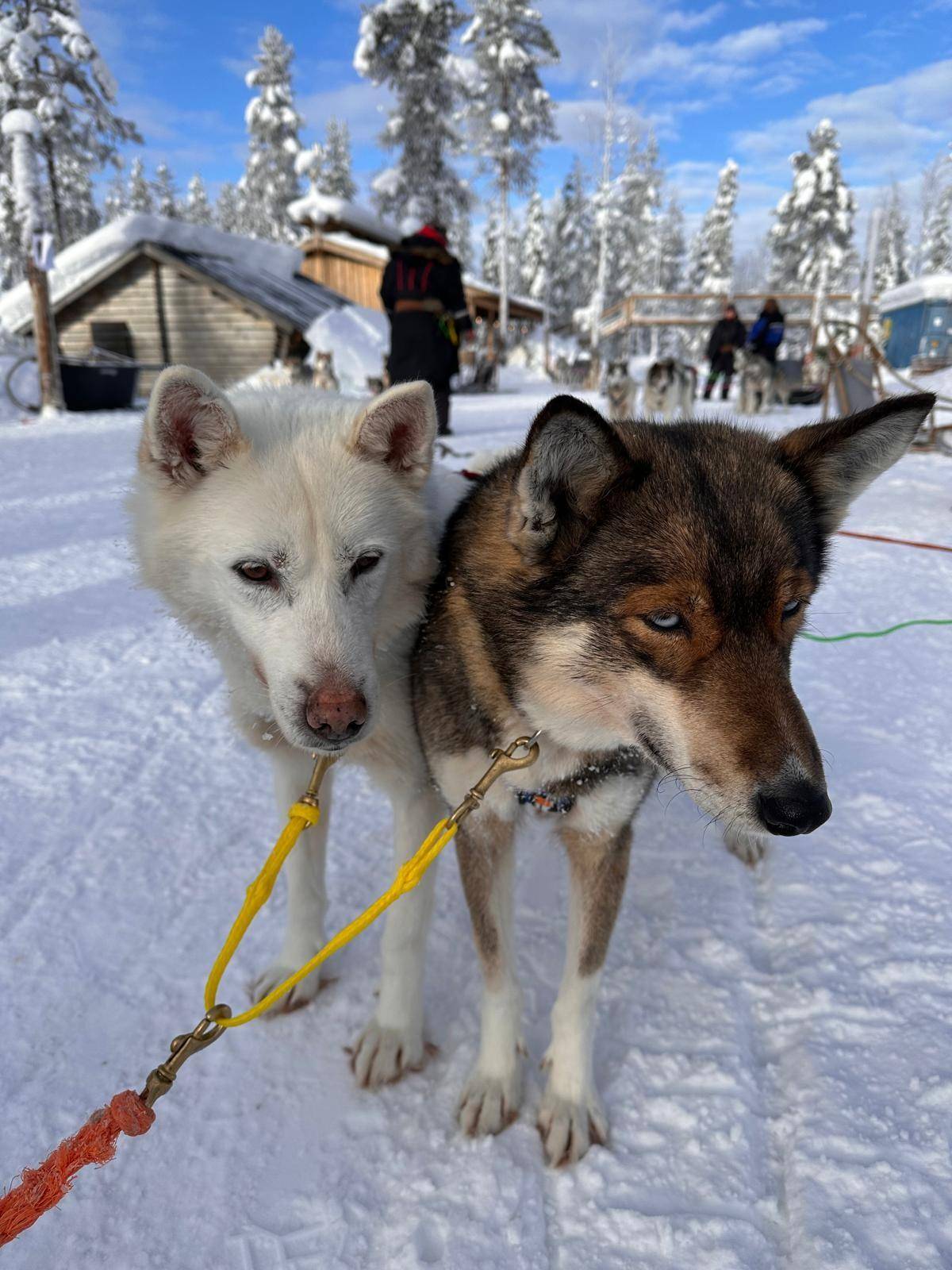 A white husky and a brown husky side by side in harness