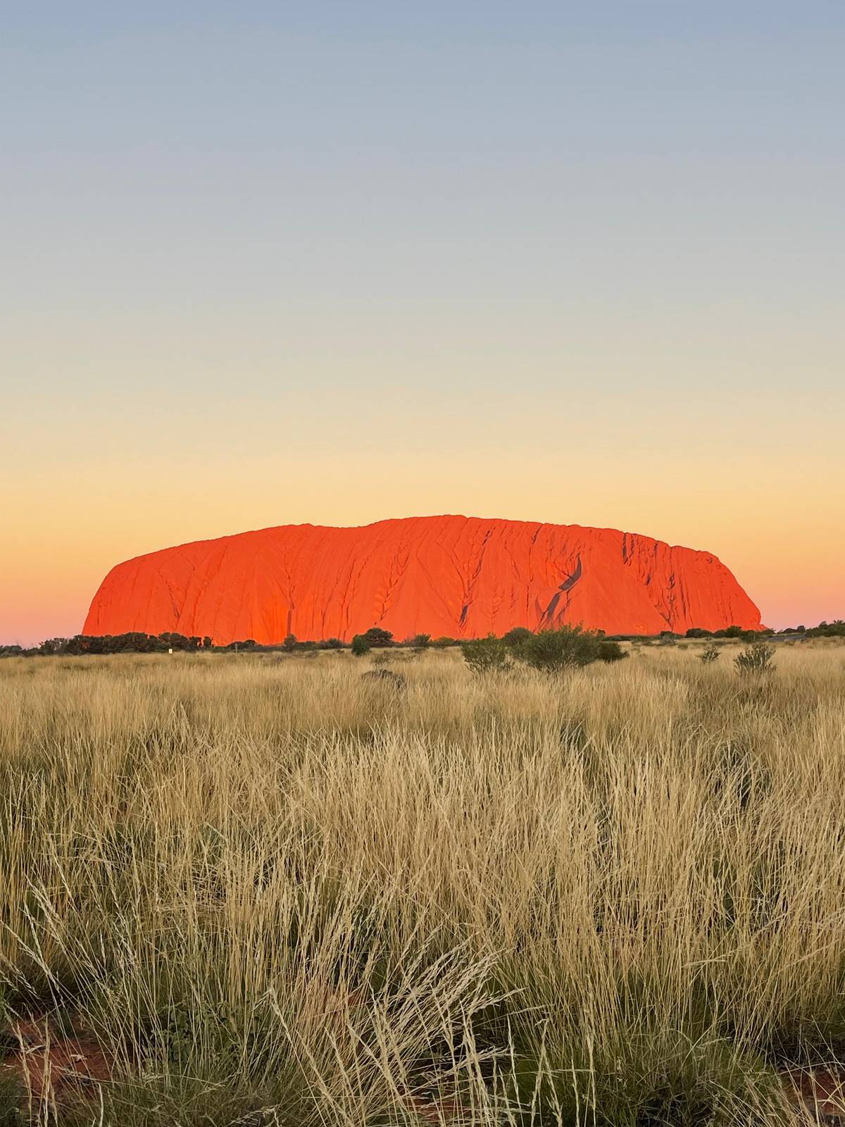 Uluru glowing red above the spinifex just before the sun goes down