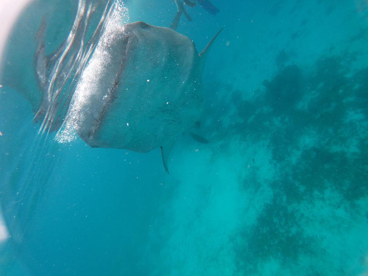 Cebu: Oslob Whale Sharks, Kawasan Fall & Moalboal Sardines