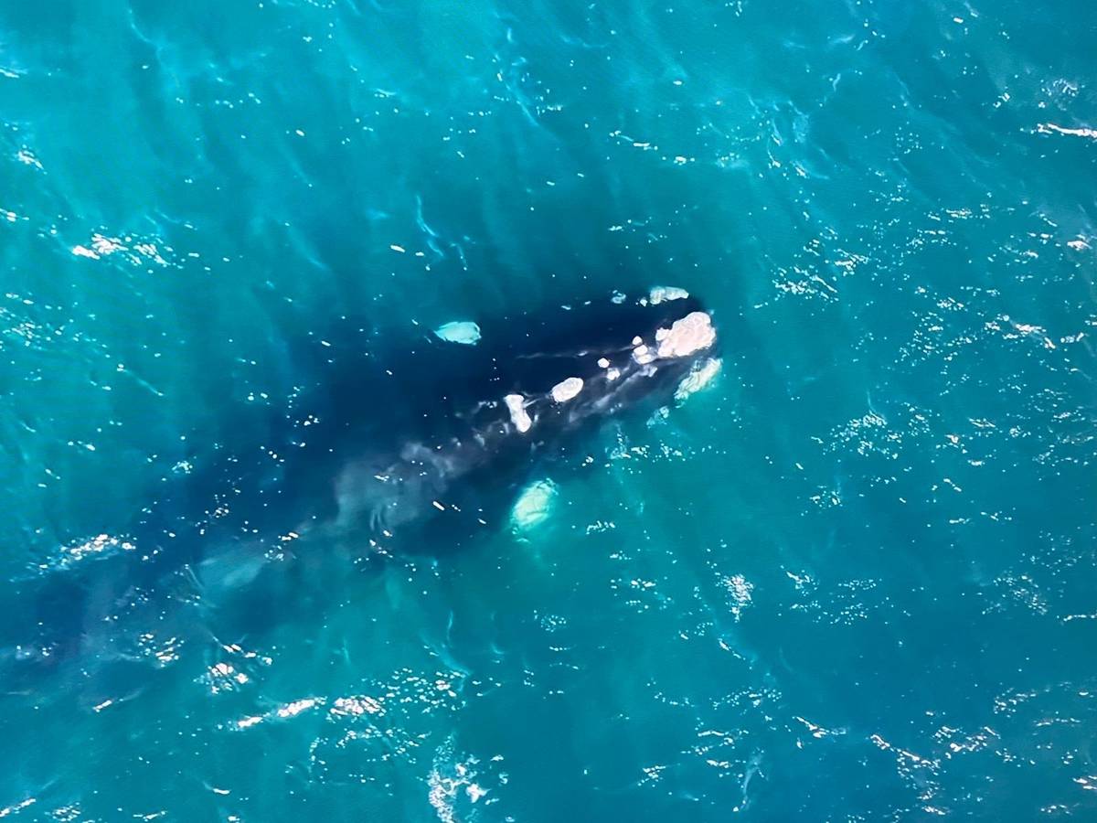 A whale seen from above in clear water
