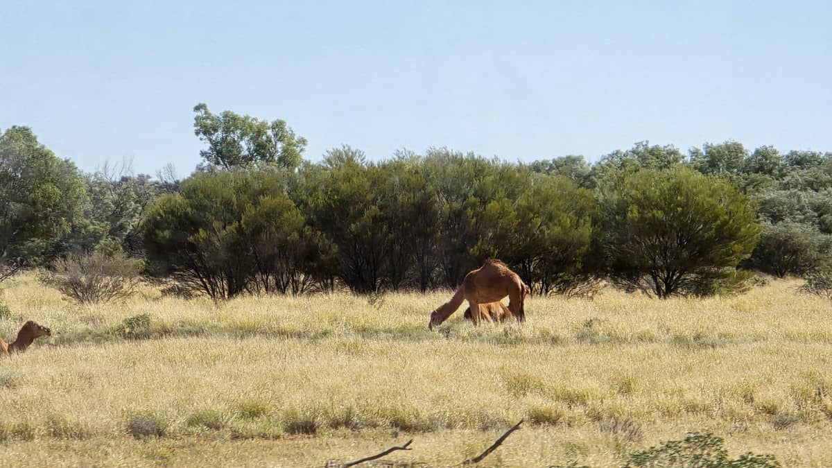Uluru Culture and Kata Tjuta Trails