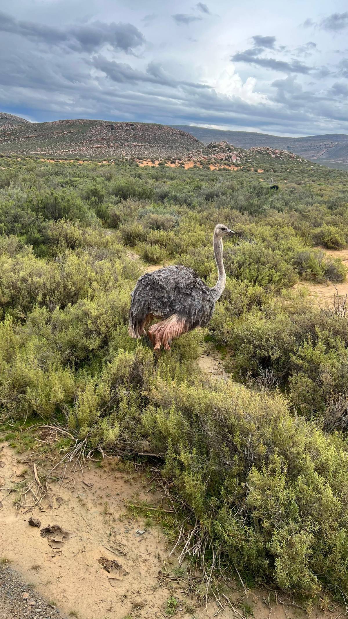 An ostrich in the fynbos