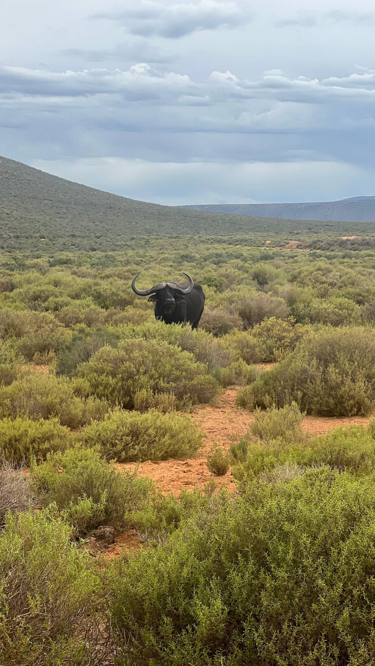 A buffalo standing in green bush below the hills