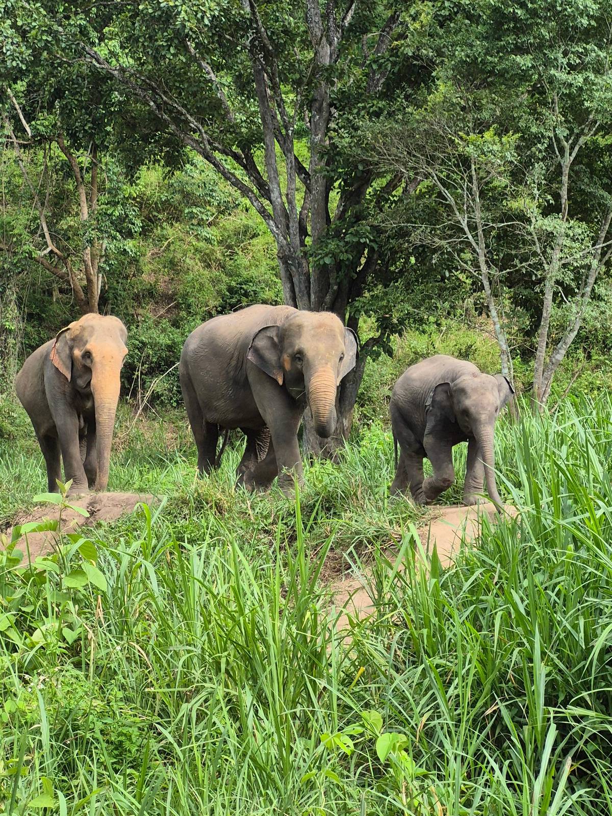 Three elephants with a calf in tall green grass