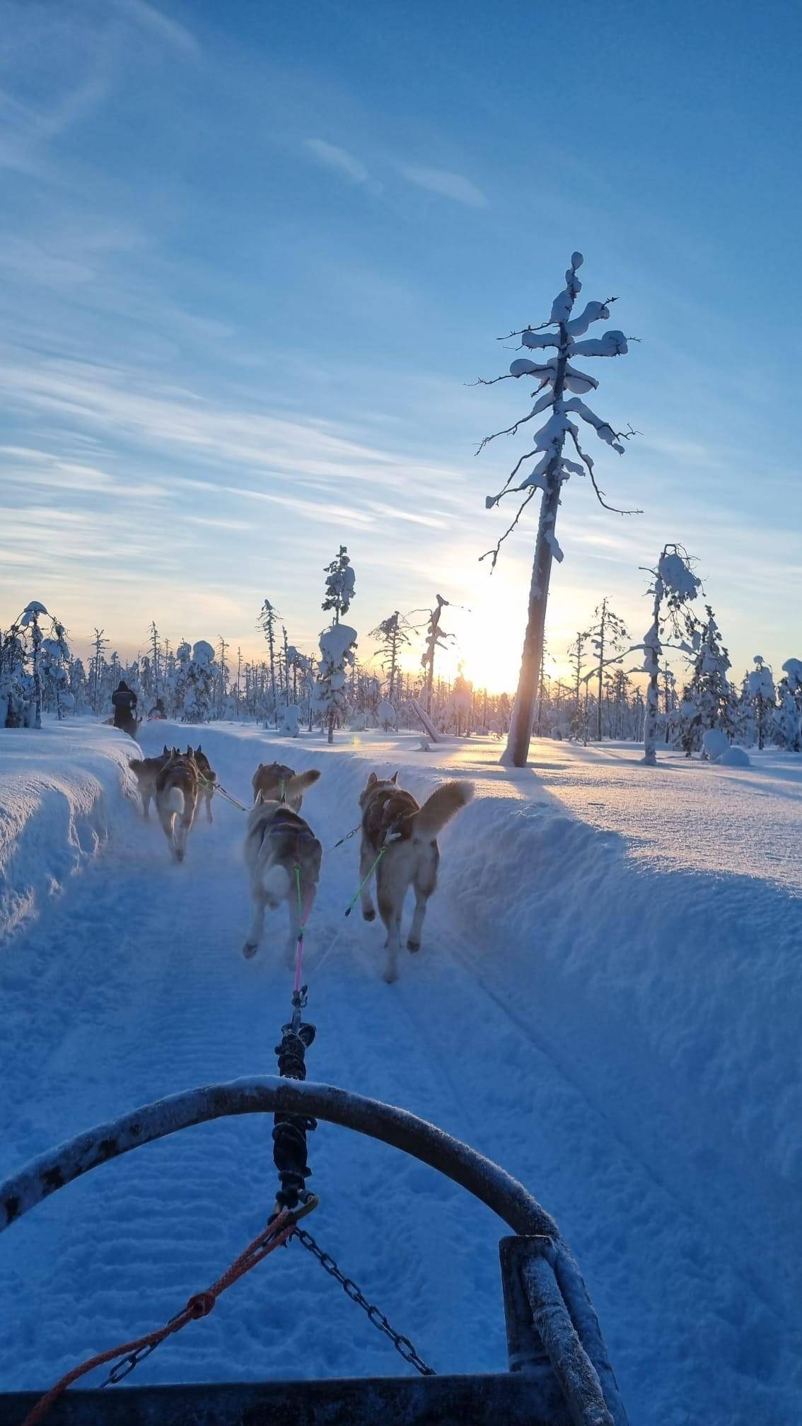 Levi 7 km self-drive husky safari