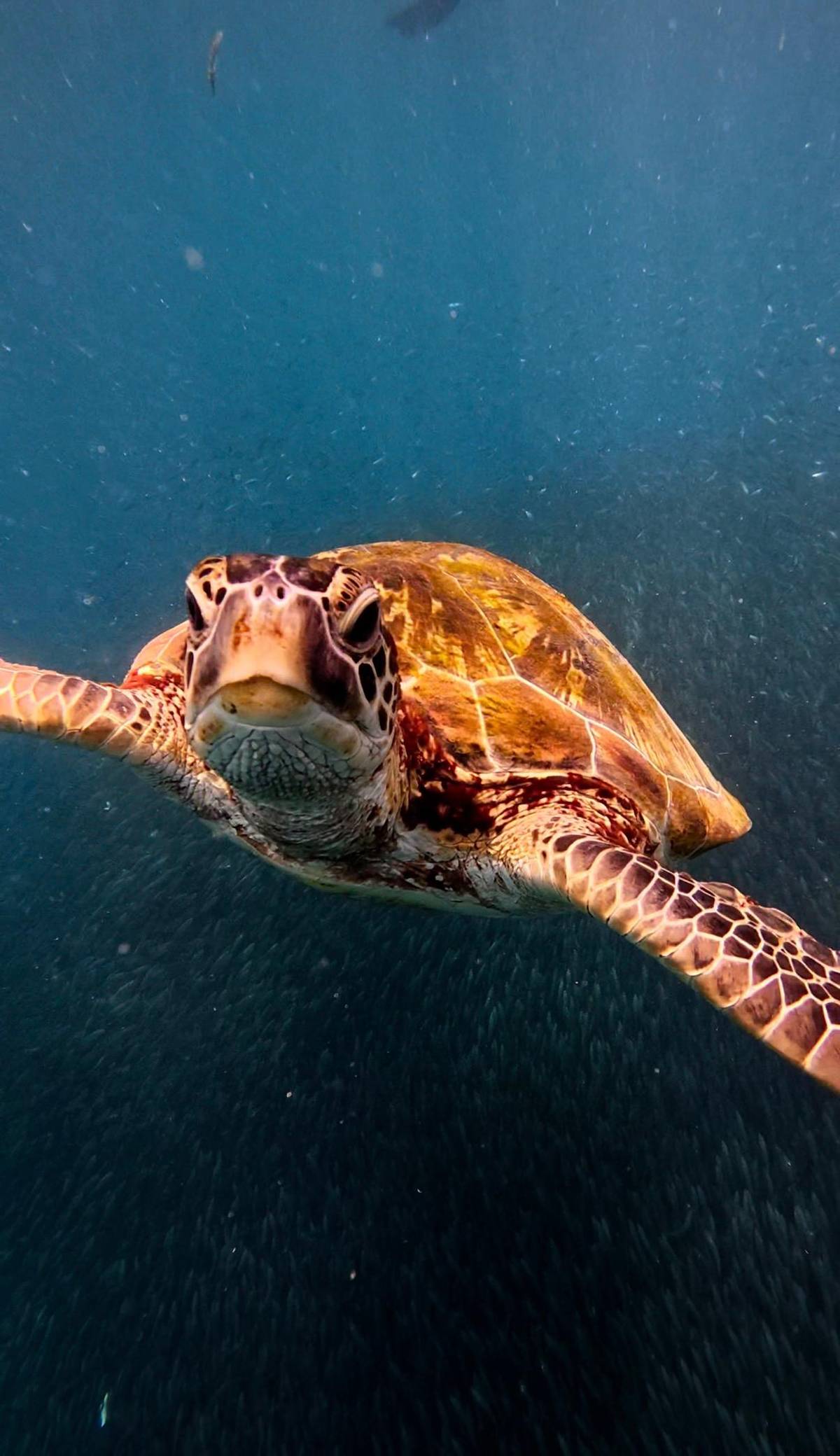 A sea turtle in open blue water