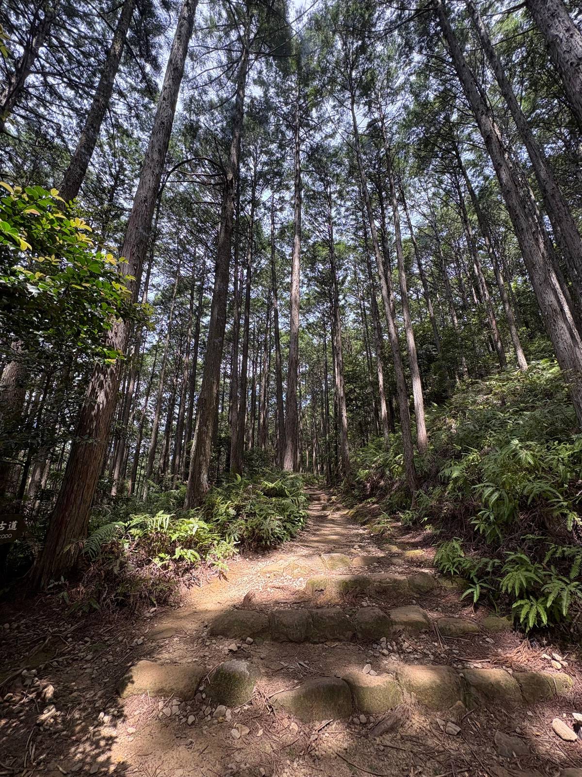 A forest trail on the Kumano Kodo