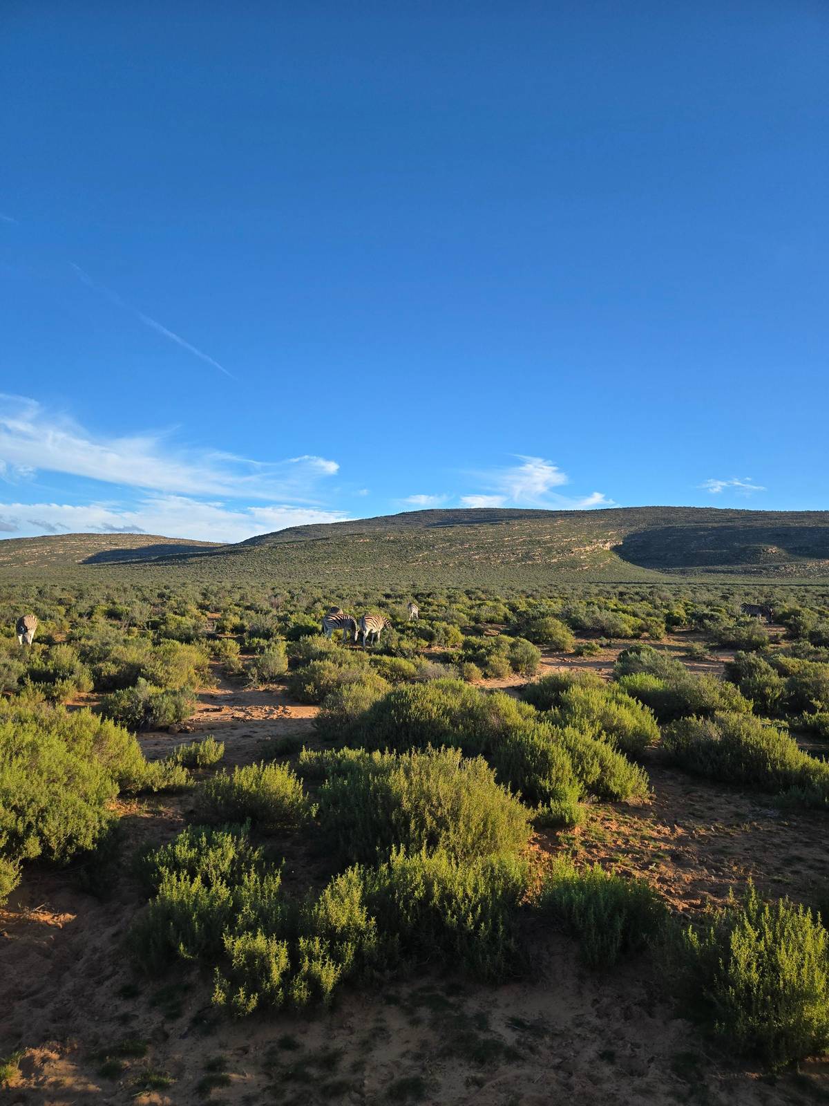 The reserve plain at dusk with distant hills