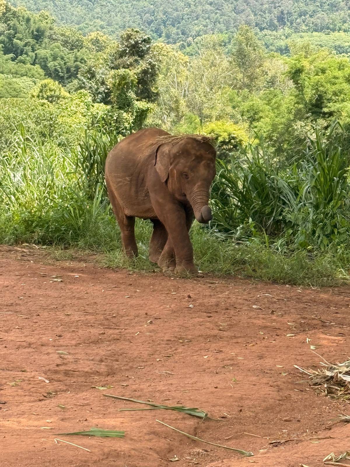 Elephant riding in Chiang Mai: why the better camps stopped