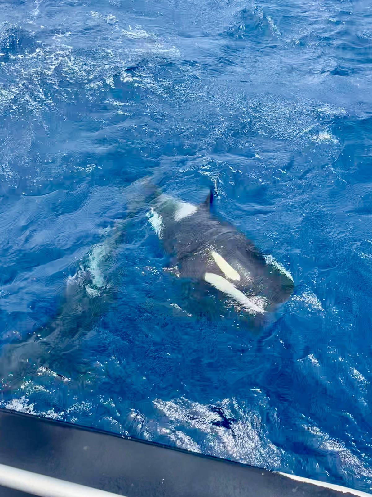An orca gliding under clear blue water beside the hull