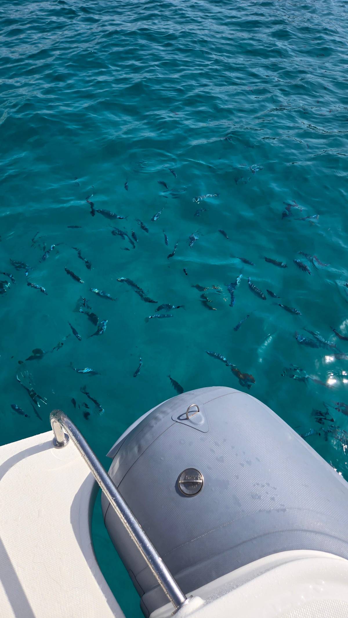 Fish under the side of the boat