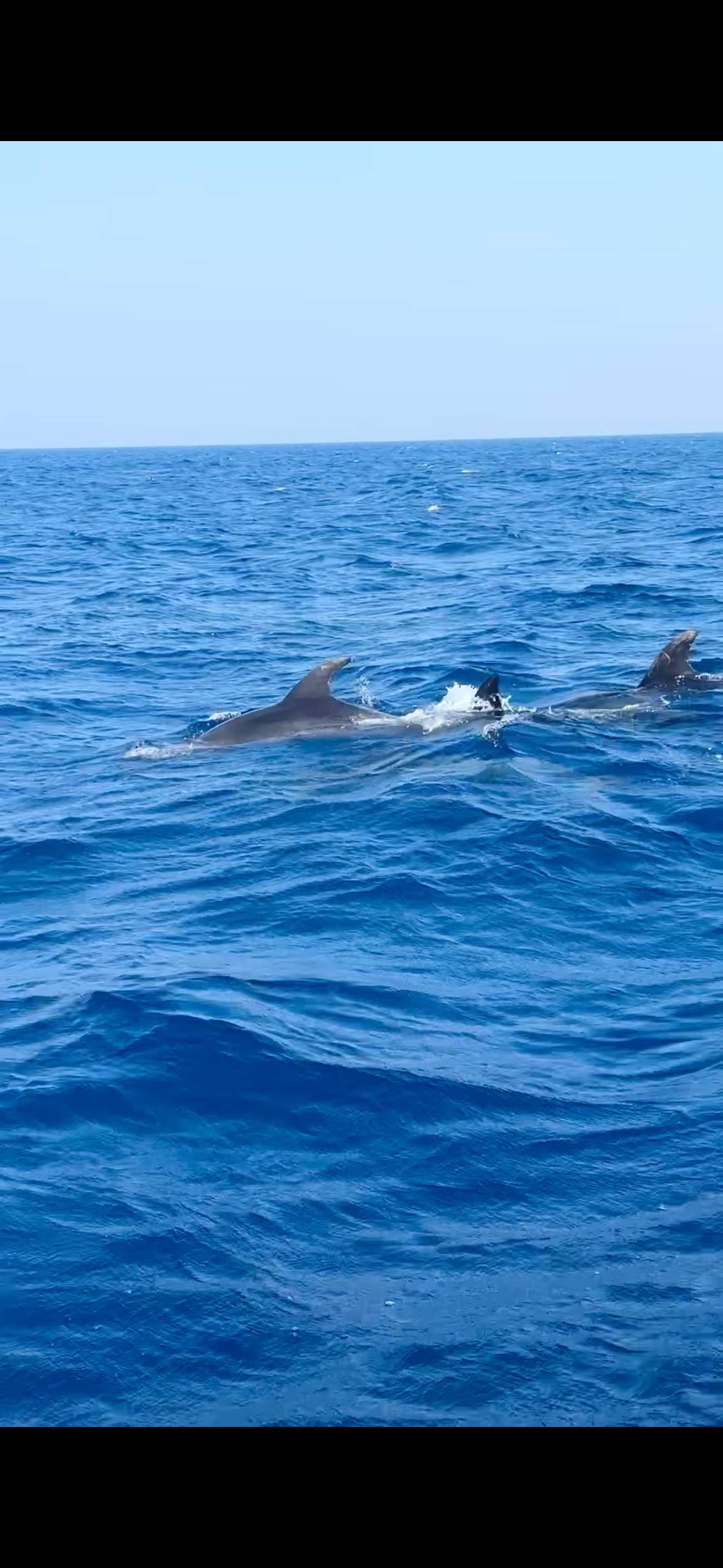 Olbia City Centre: Dolphin Watching and Snorkeling Boat Tour