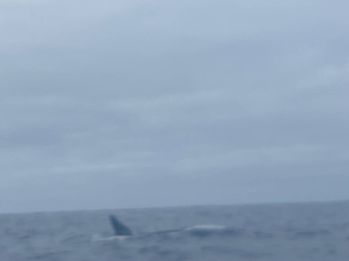 Whale watching day trip from Svolvær to Andenes