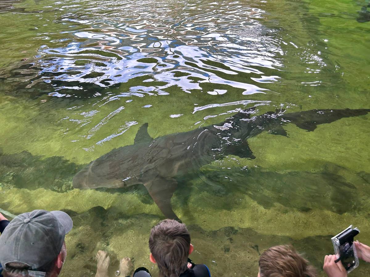 Anna Bay shark and ray lagoon entry with shallows encounter