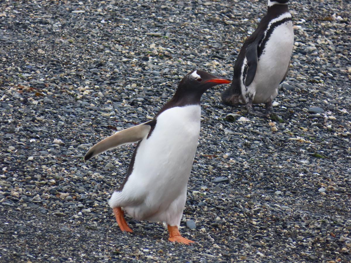 A Gentoo and a Magellanic penguin
