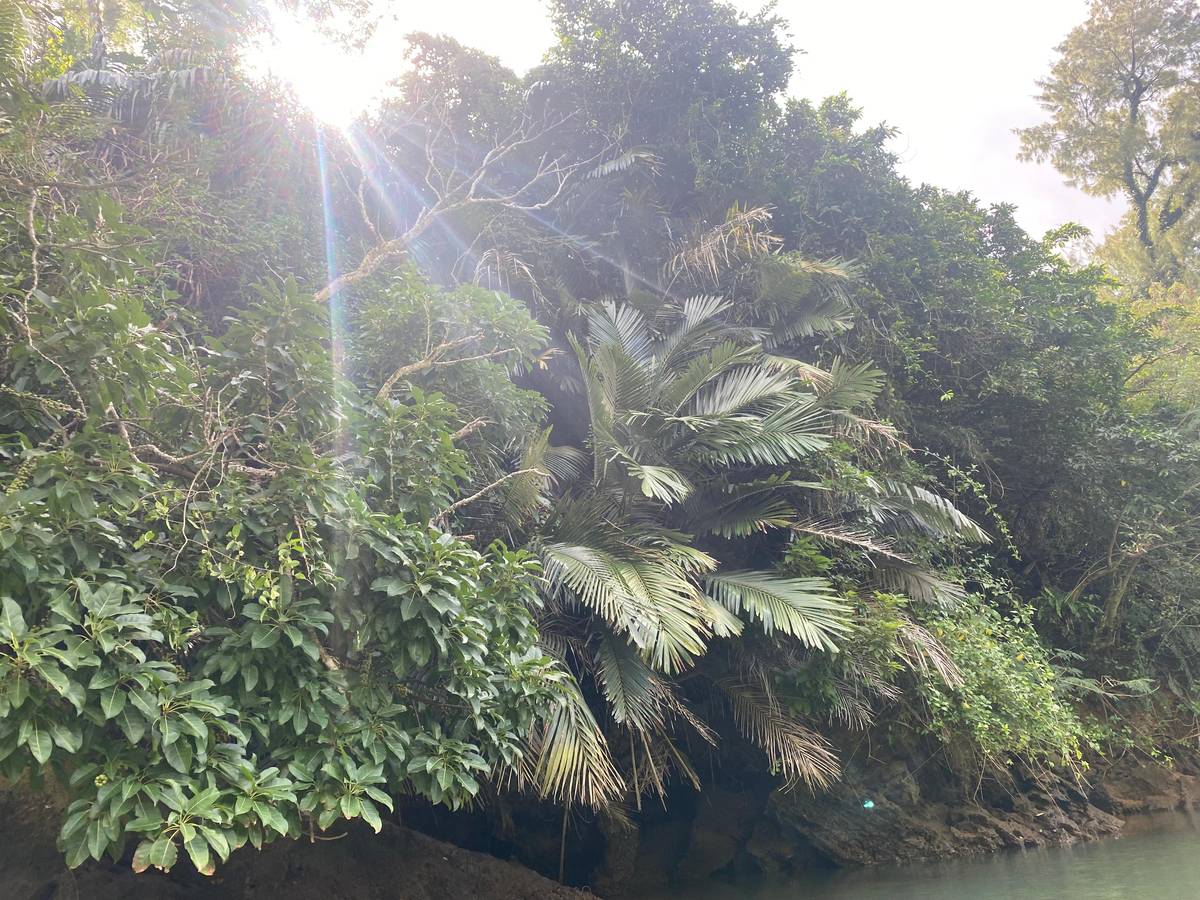 Okinawa: Mangrove Kayak Tour with Guide