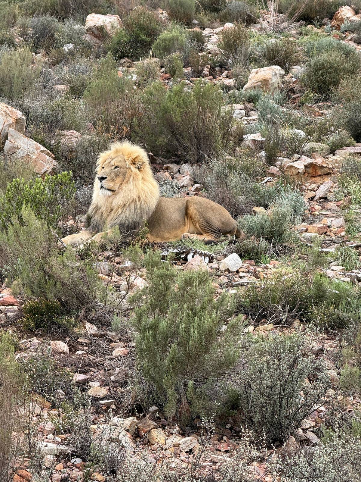 Aquila Big Five day trip from Cape Town