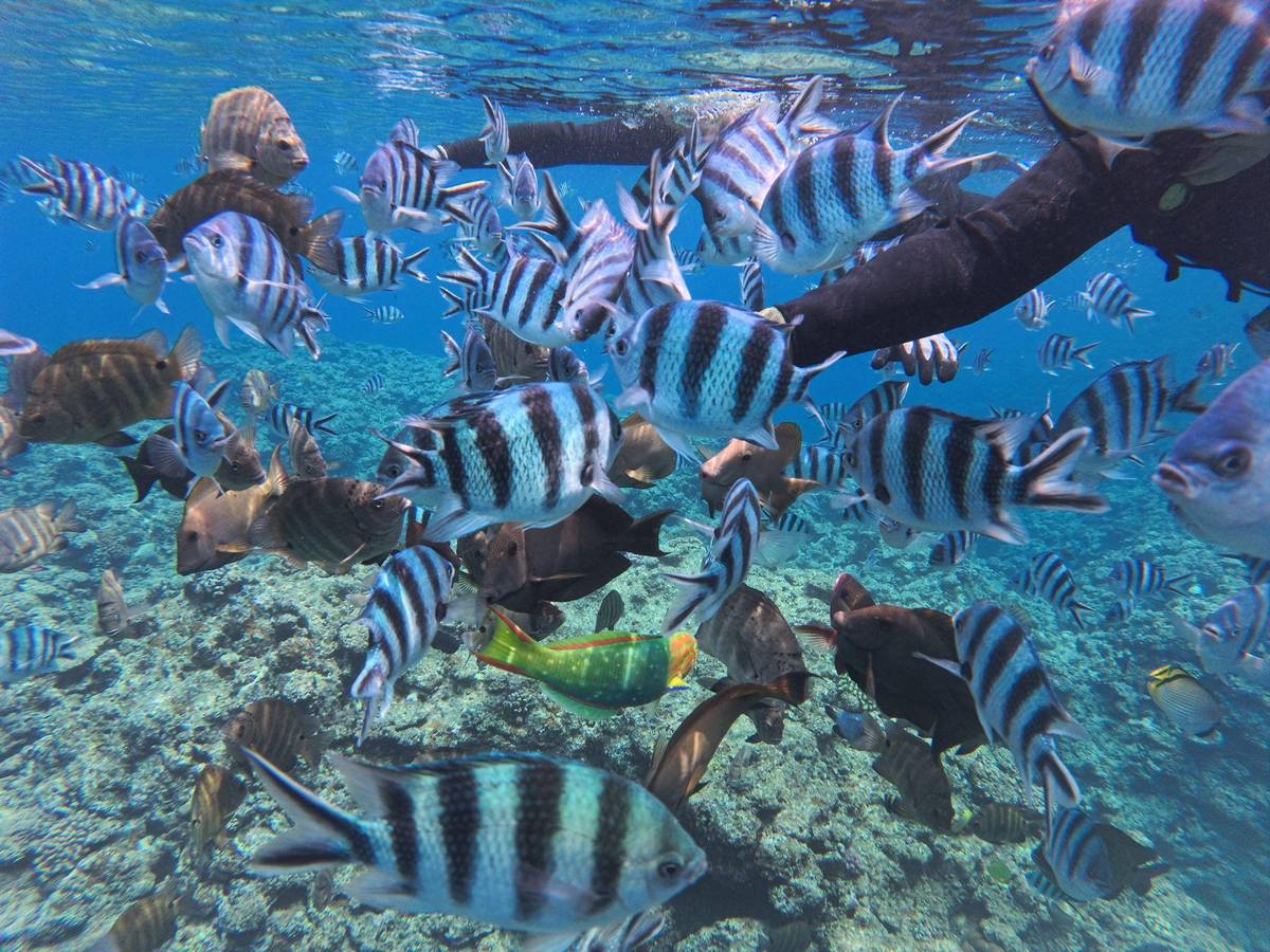 Okinawa: Blue Cave Private Snorkeling, Hotel Pickup Available