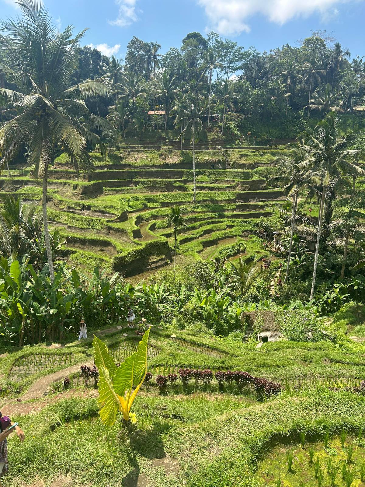 Bali: Swing with Falls, Rice Terrace, & Monkey Forest Option