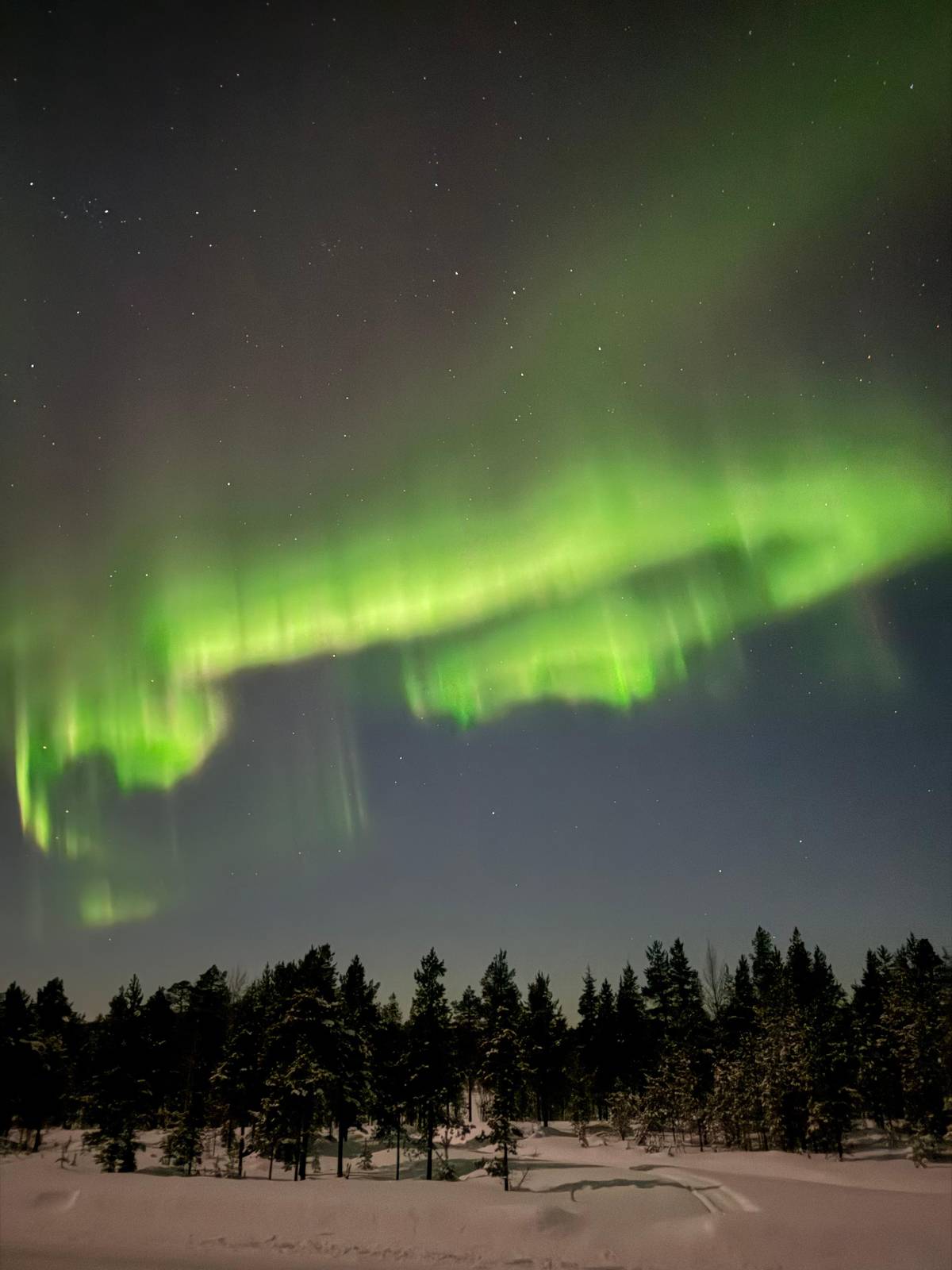 A low band of aurora over the forest