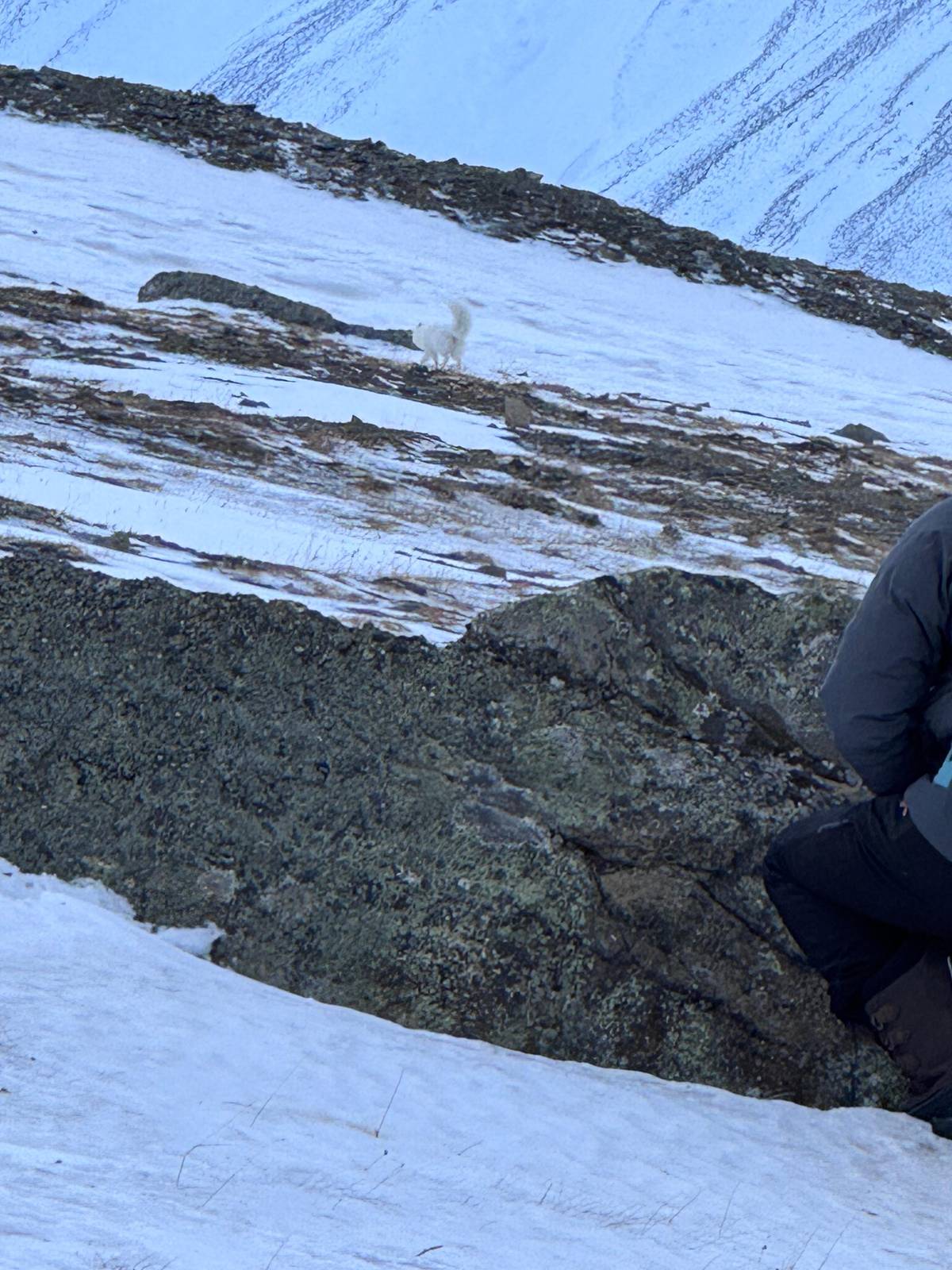 Longyearbyen: Wildlife Safari & Slow Hiking Photography Tour
