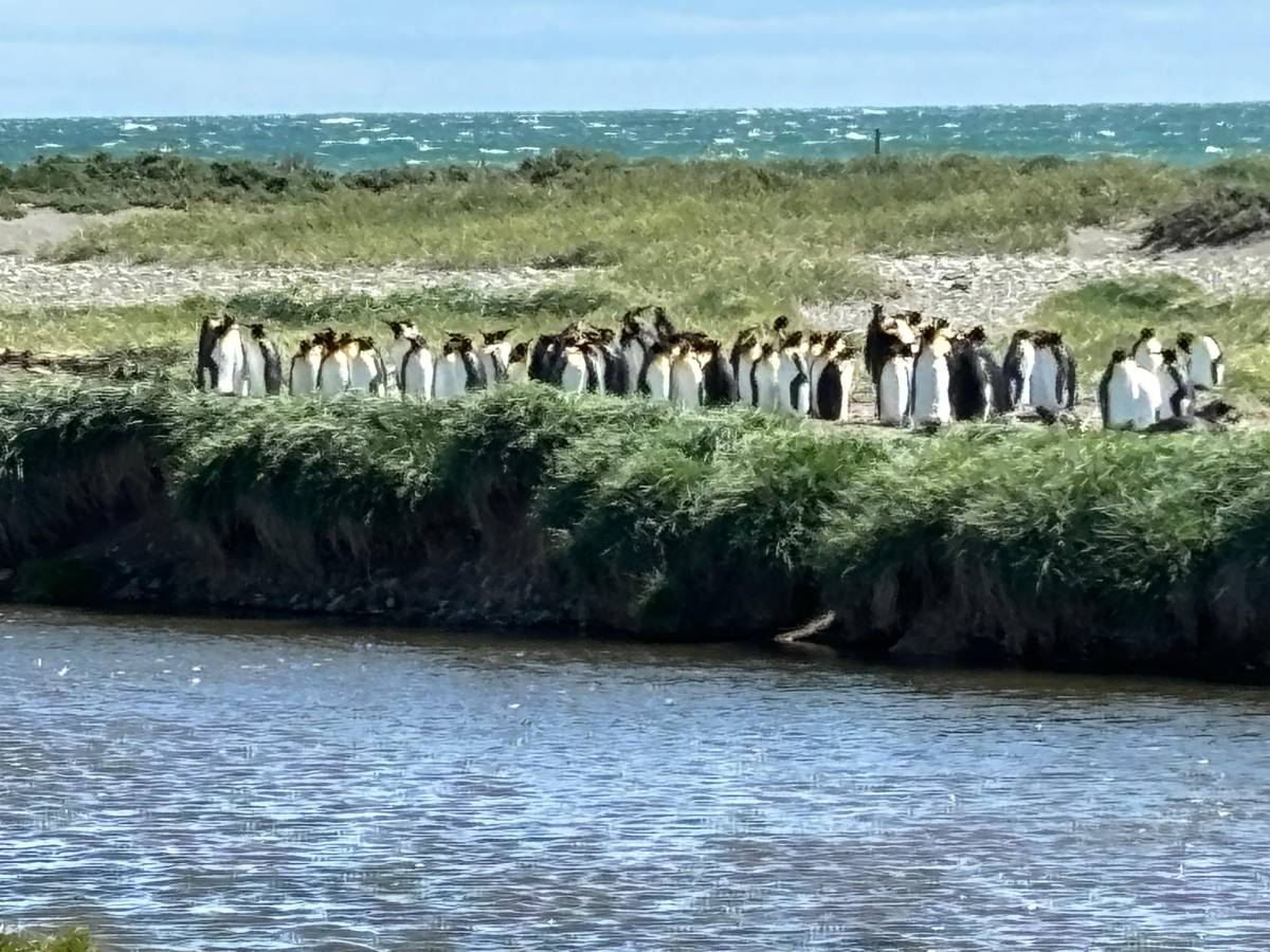 King Penguin & Tierra del Fuego Tour