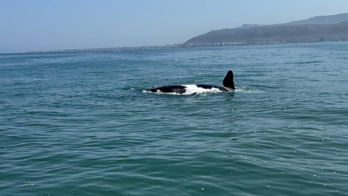 An orca with its tall dorsal fin