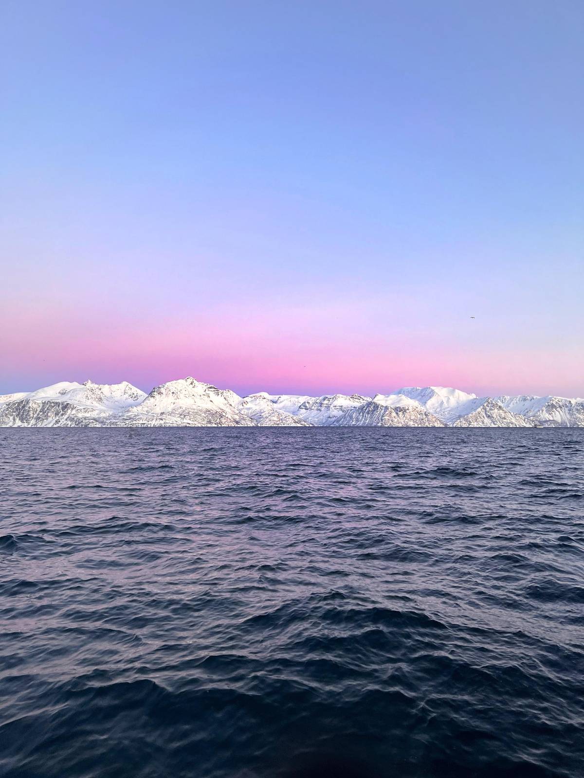 From Tromsø: Whale Watching Safari on High-Speed Catamaran