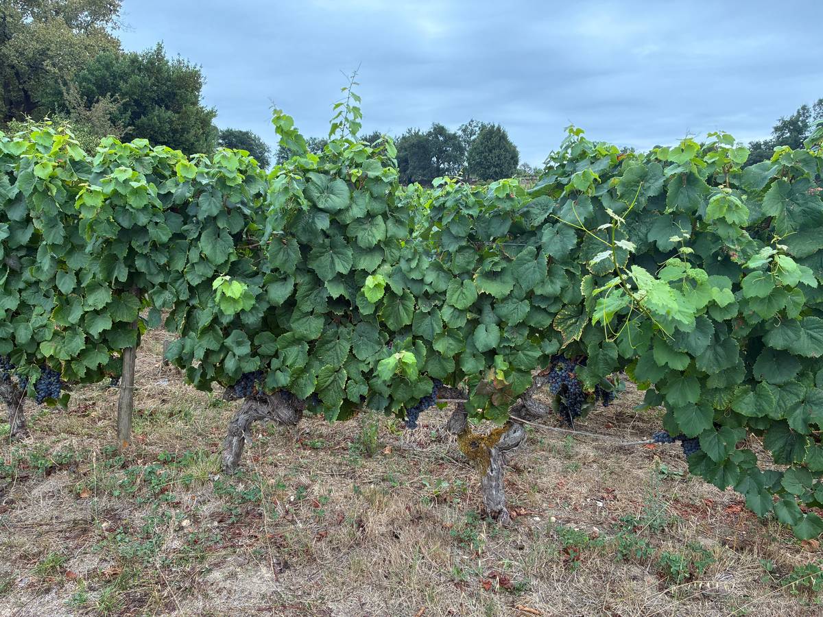 From Bordeaux: Saint-Émilion Half-Day Tour with Wine Tasting