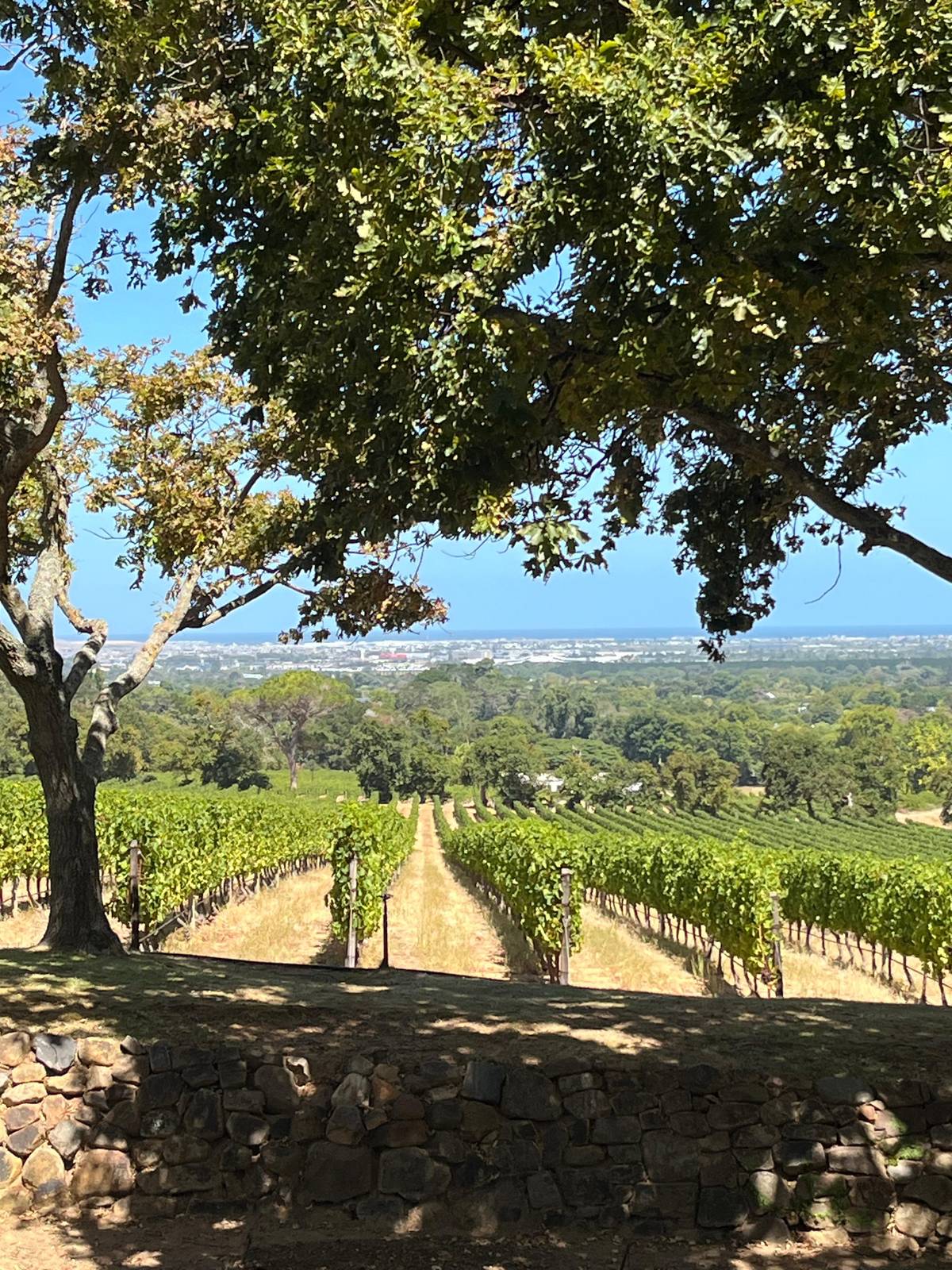 Vineyard rows at Groot Constantia