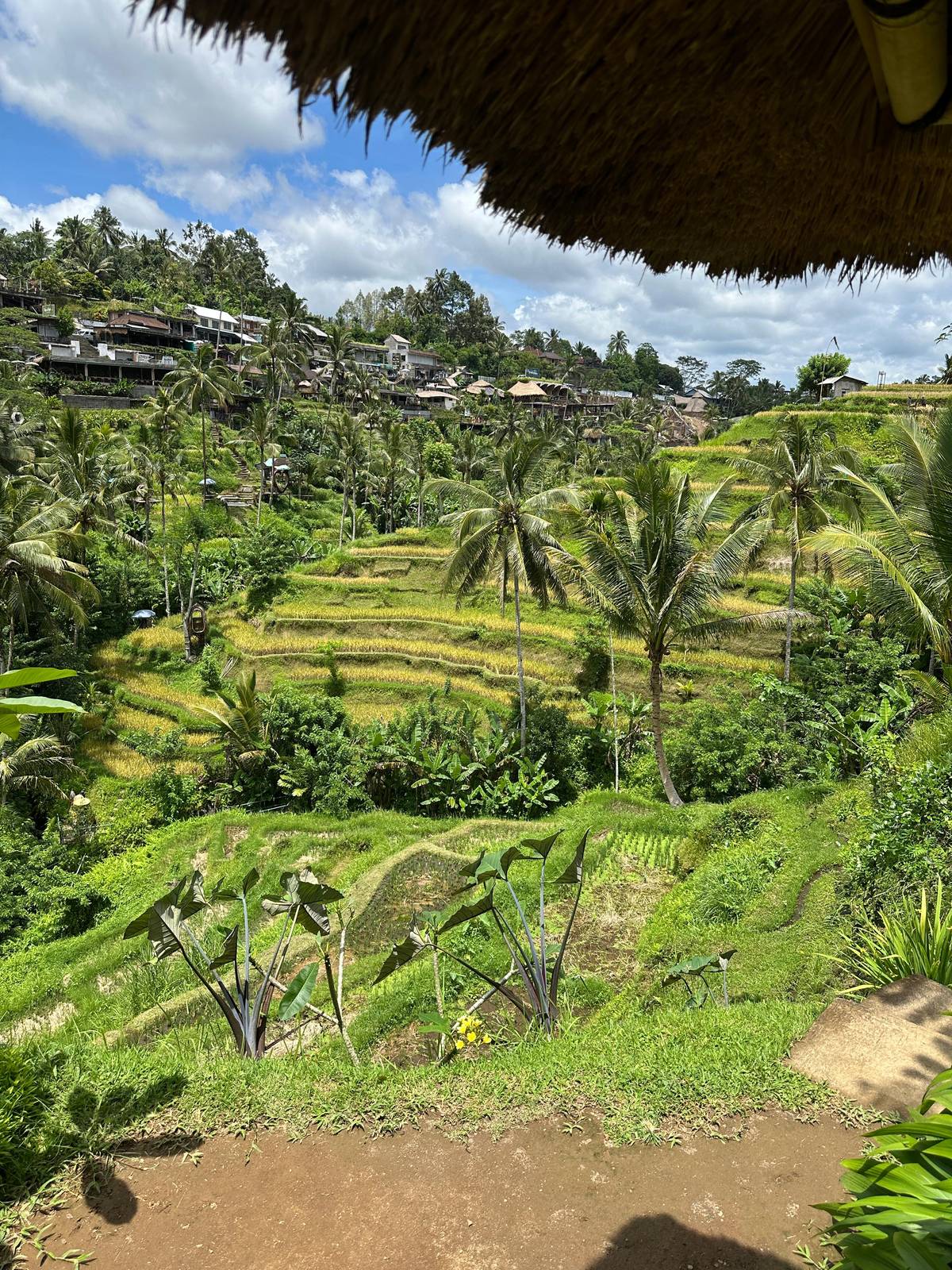 Ubud: Tegalalang Rice Terrace Instagram Tour & Jungle Swing