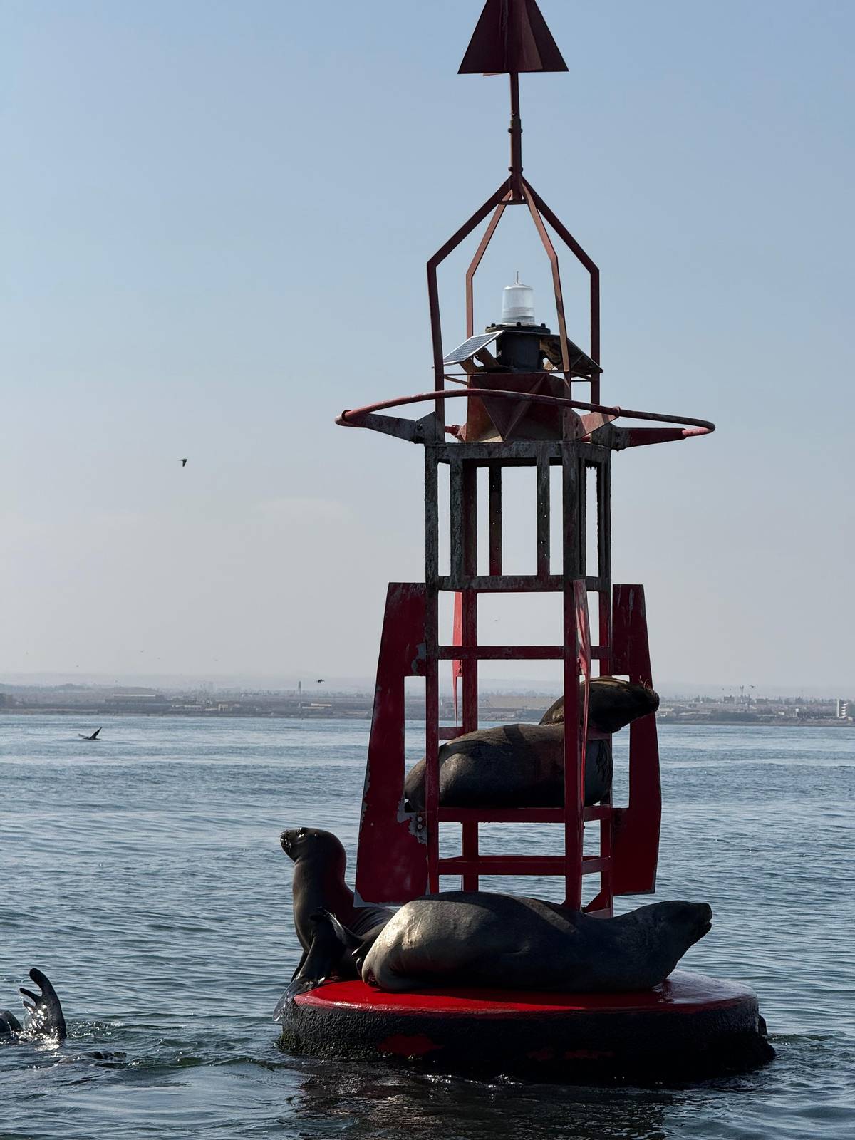 From Paracas: Ballestas, Paracas, Huacachina and Dune Buggy