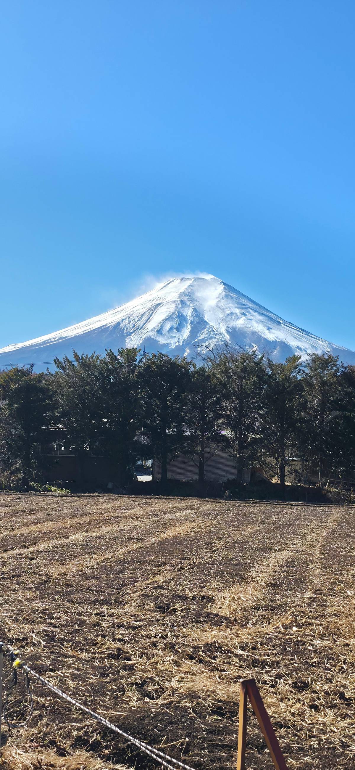 Mount Fuji's snow cap above a dark band of pines