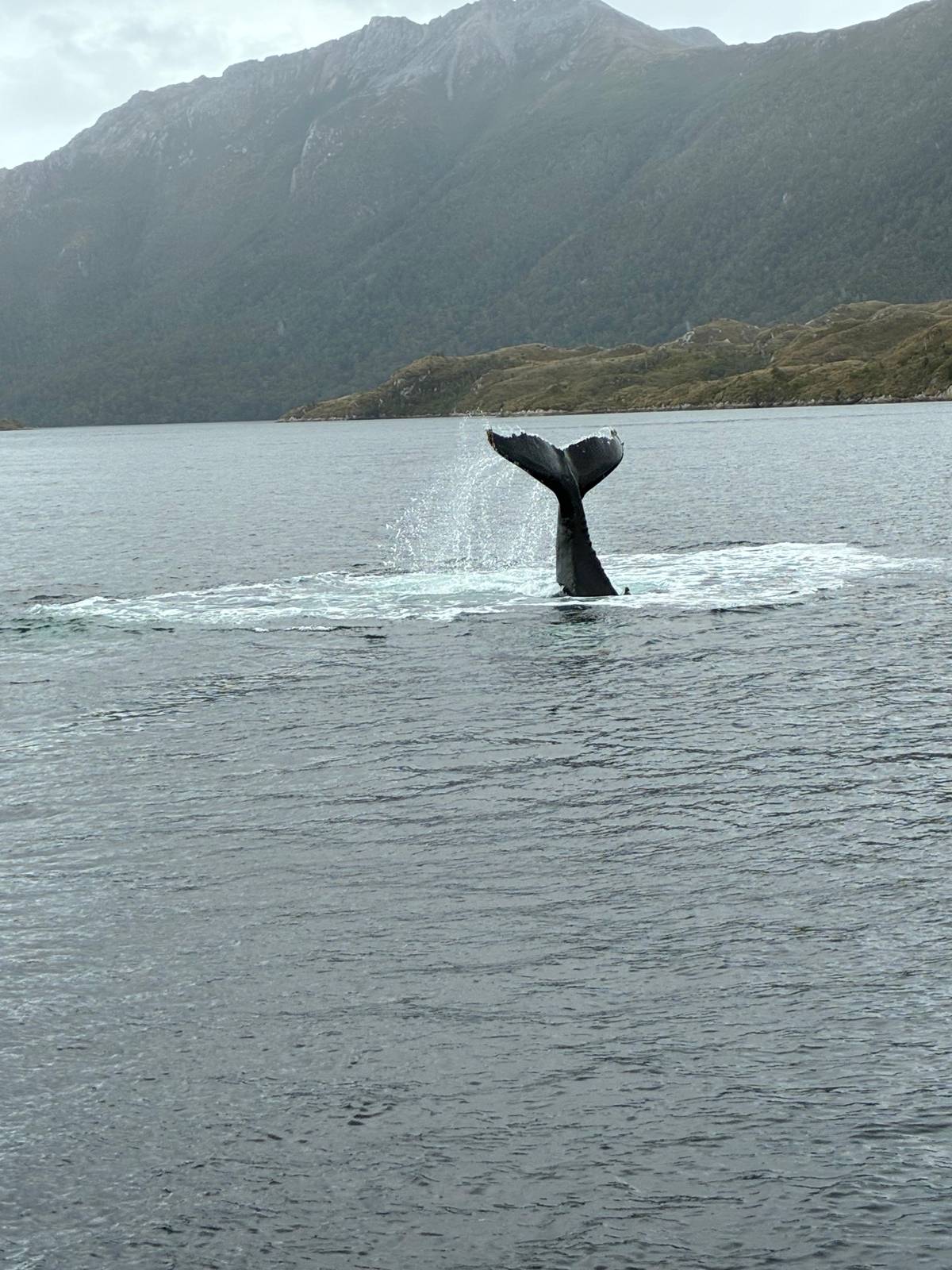 A humpback whale lifting its tail above the water
