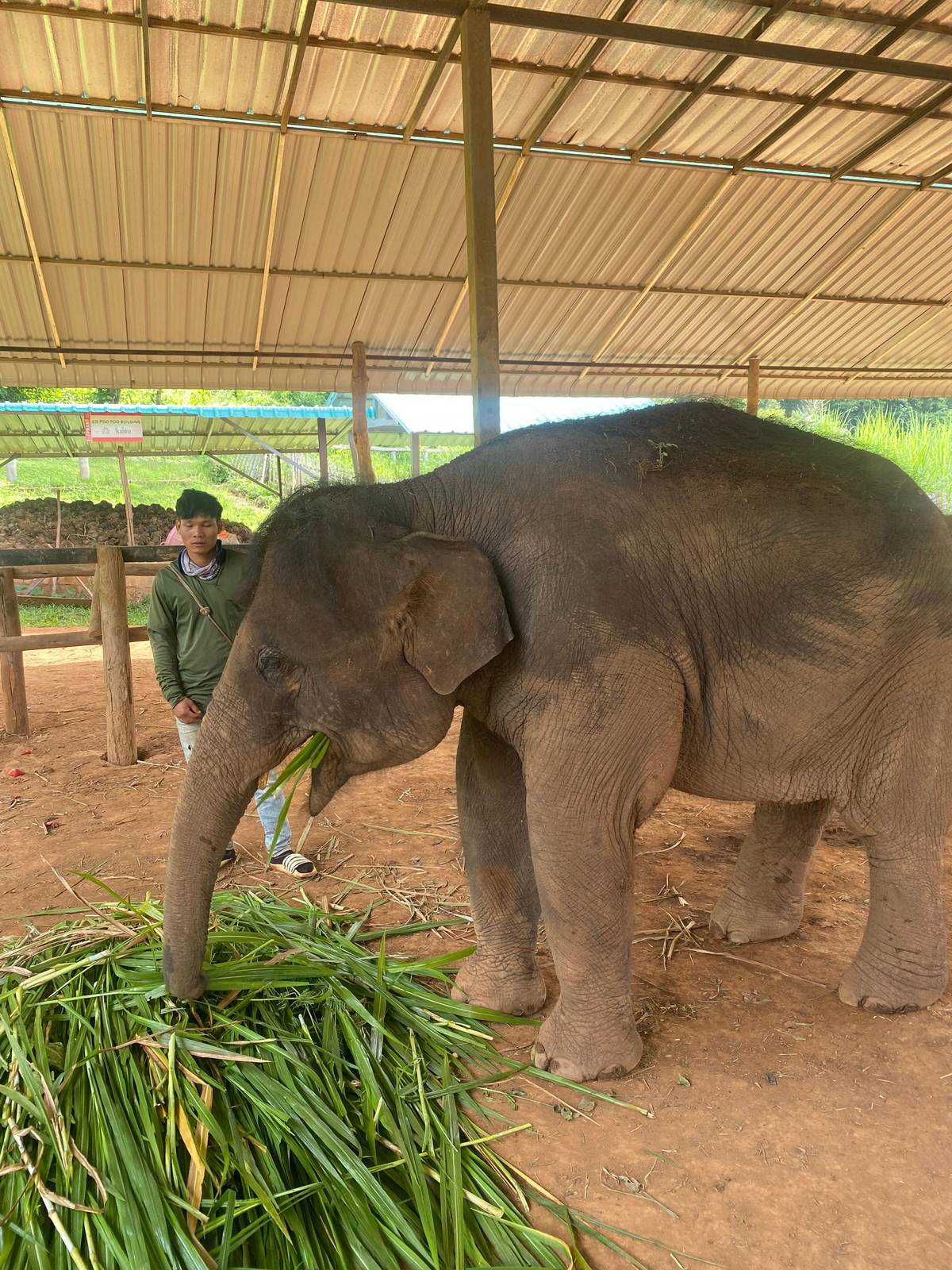 Chiang Mai: Elephant Jungle Sanctuary with Lunch & Transfer