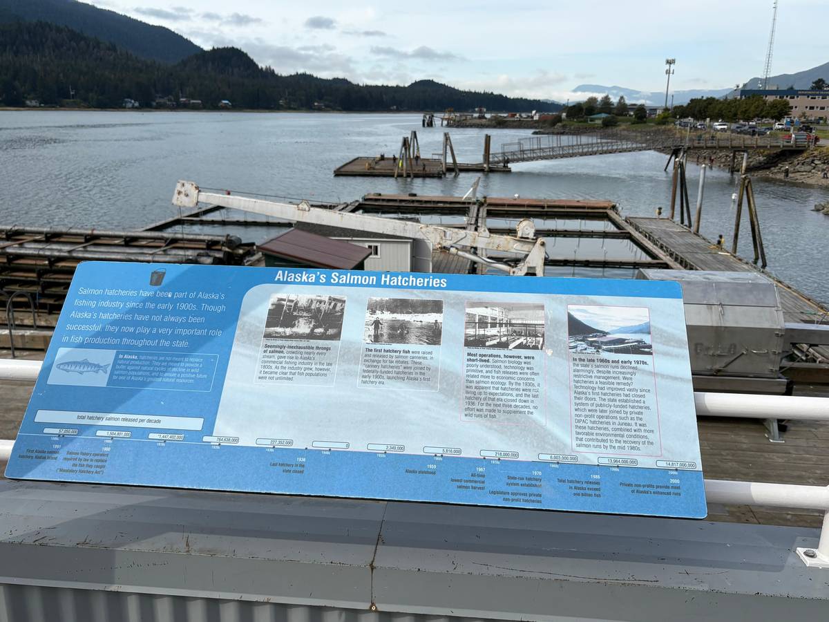 The salmon hatchery and its floating pens