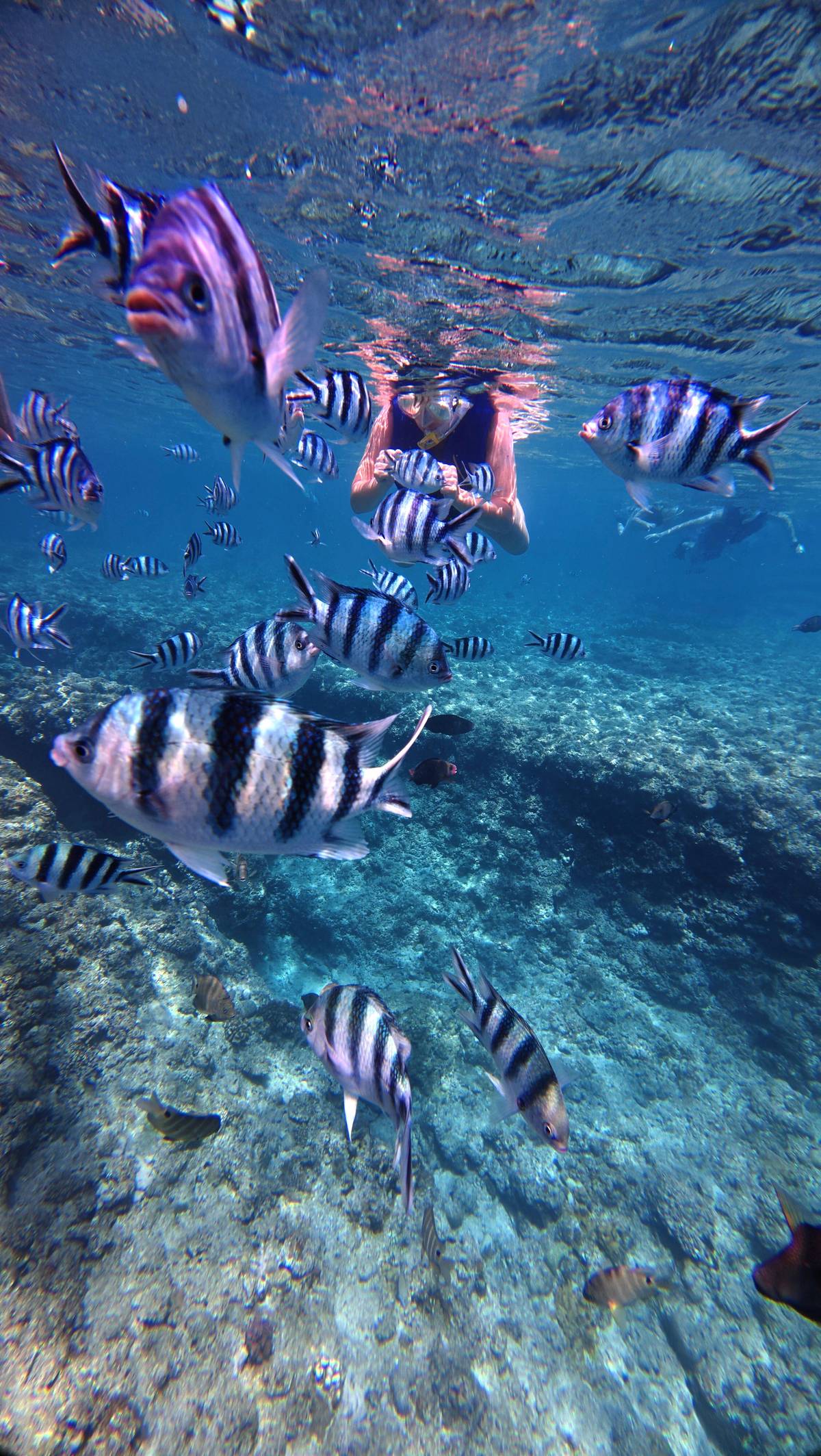 Striped fish over the Cape Maeda reef