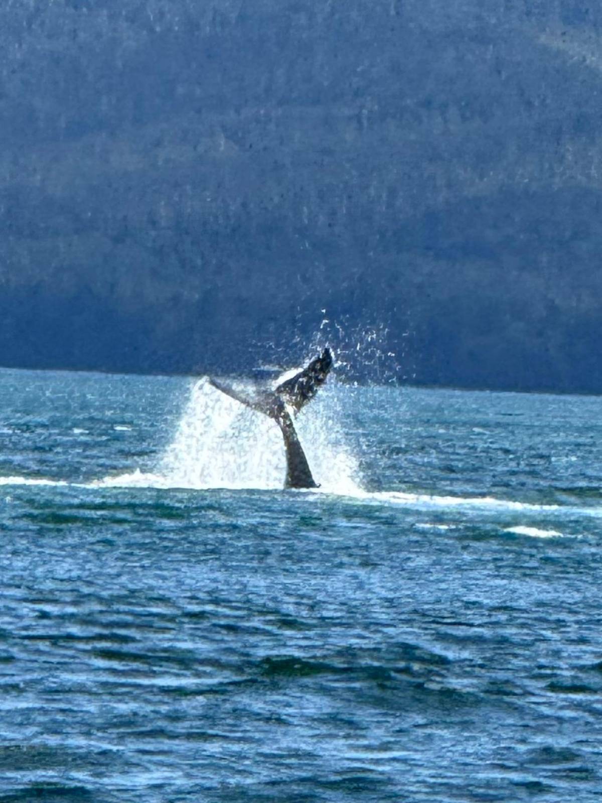 Humpback whale, The summer feeder