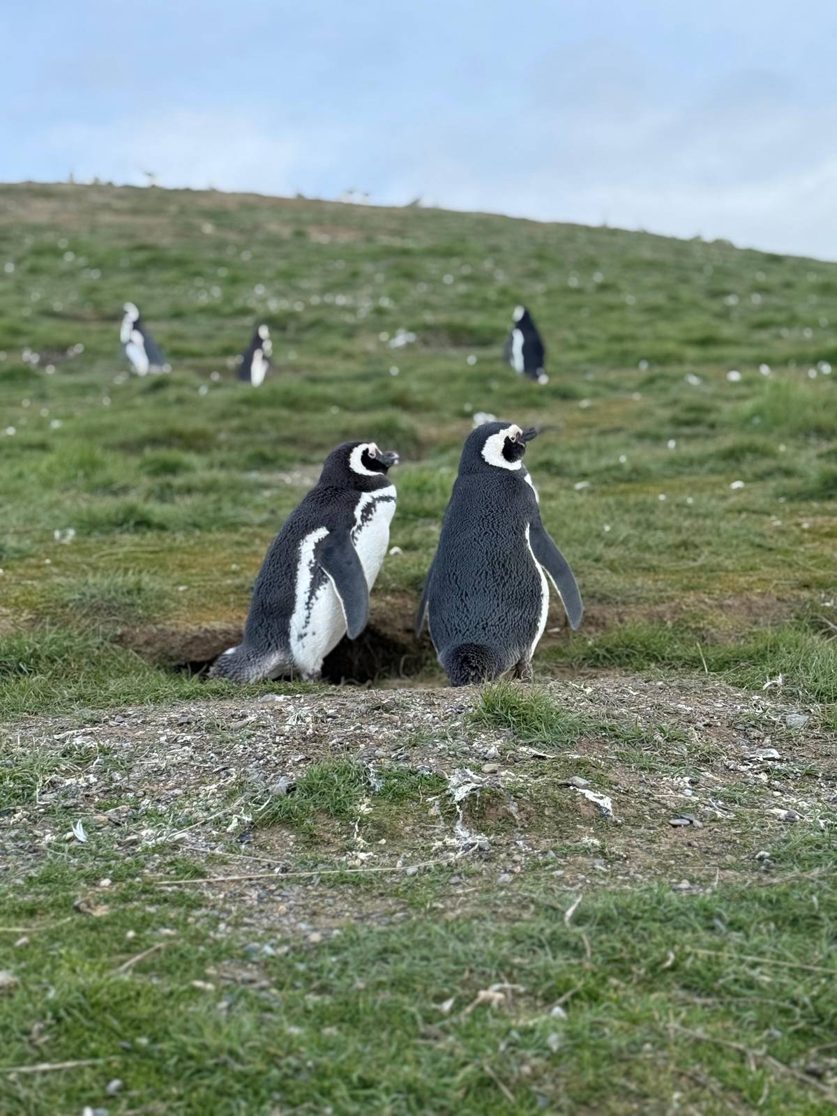 Magdalena Island penguins by boat