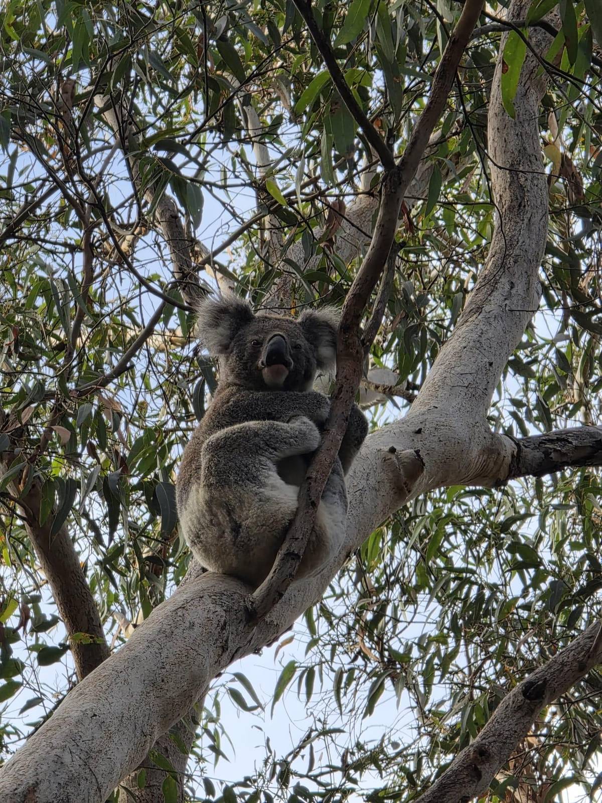 Port Stephens: Koala Sanctuary General Admission Ticket