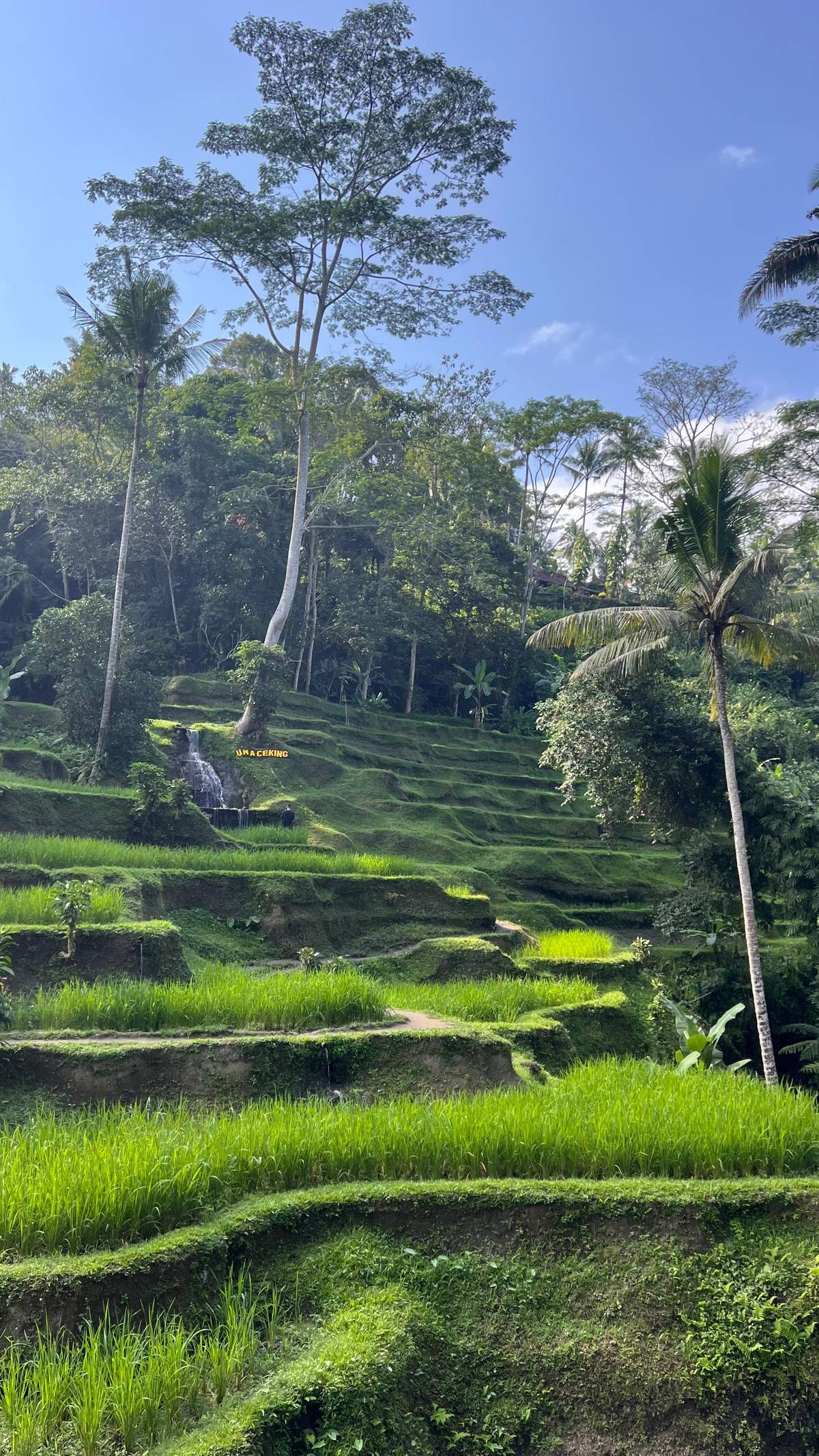 Narrow green terraces and a tall tree on a hillside