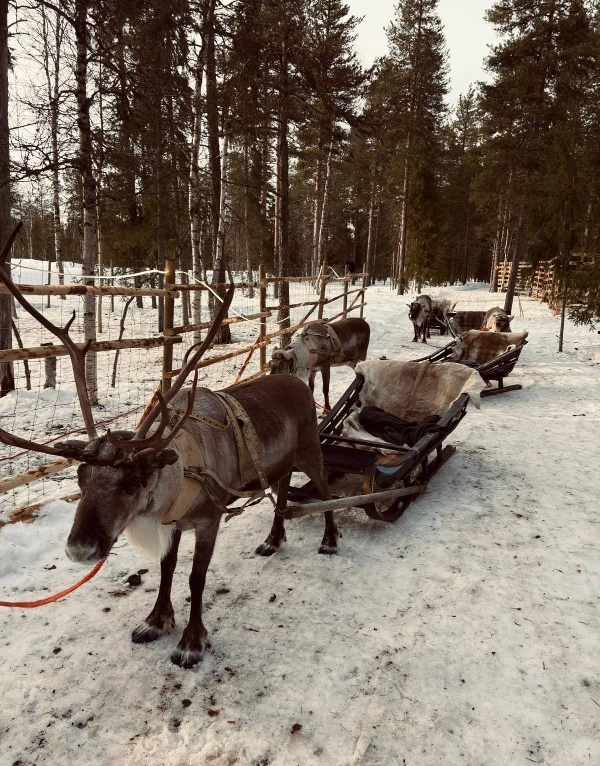Reindeer and sleighs waiting in a row on a forest trail