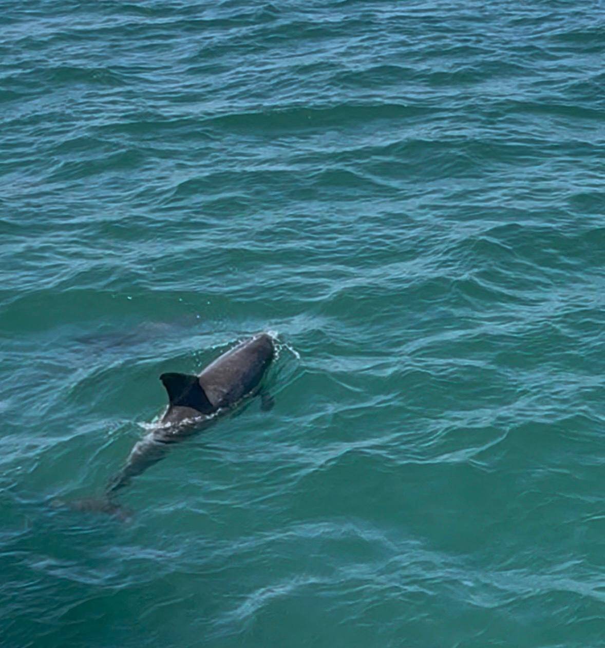 A dolphin's dorsal fin breaking the surface beside the boat