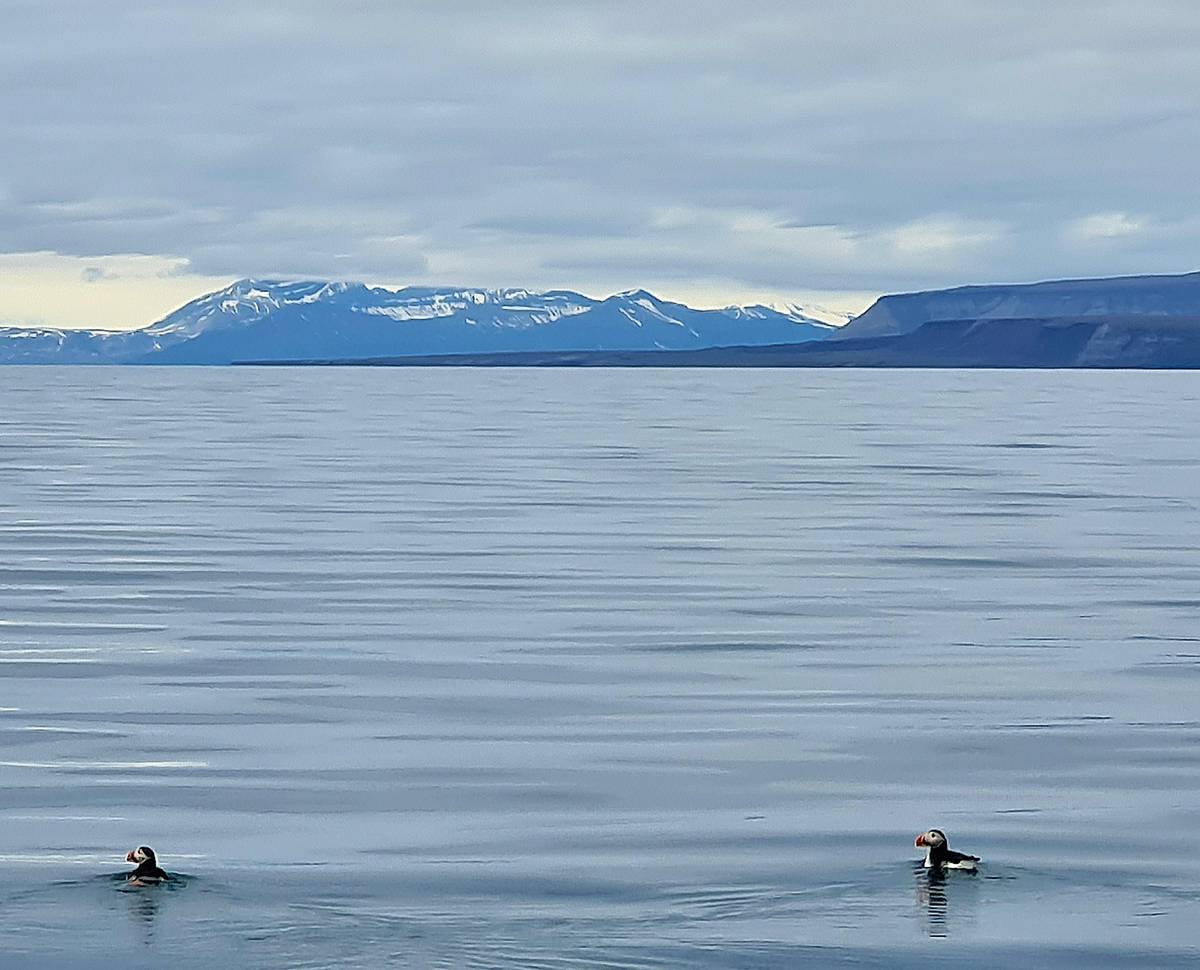 Longyearbyen: Arctic Boat Tour with Glacier & Wildlife