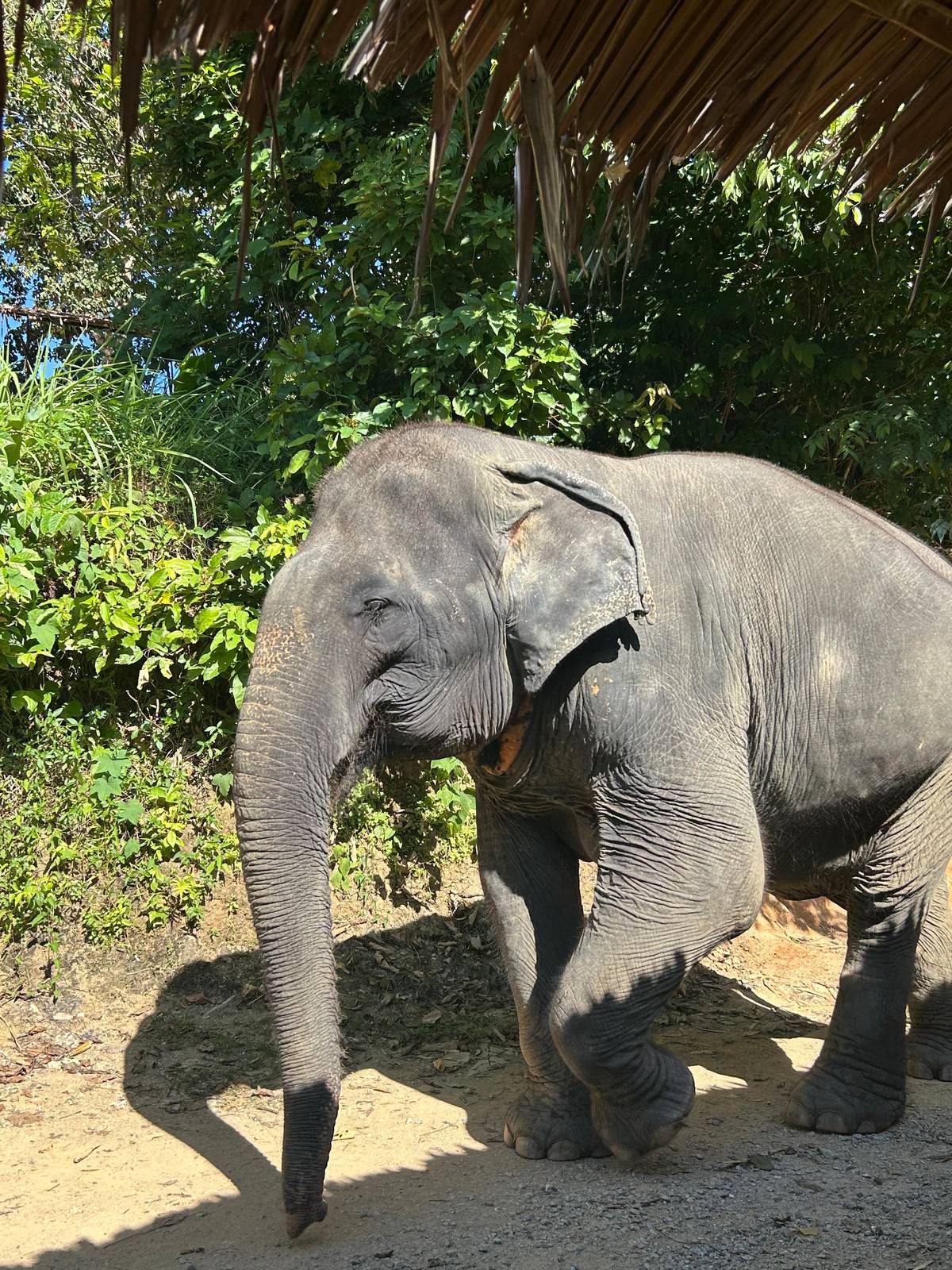 Phuket: Hidden Forest Elephant Reserve with Meal & Transfer