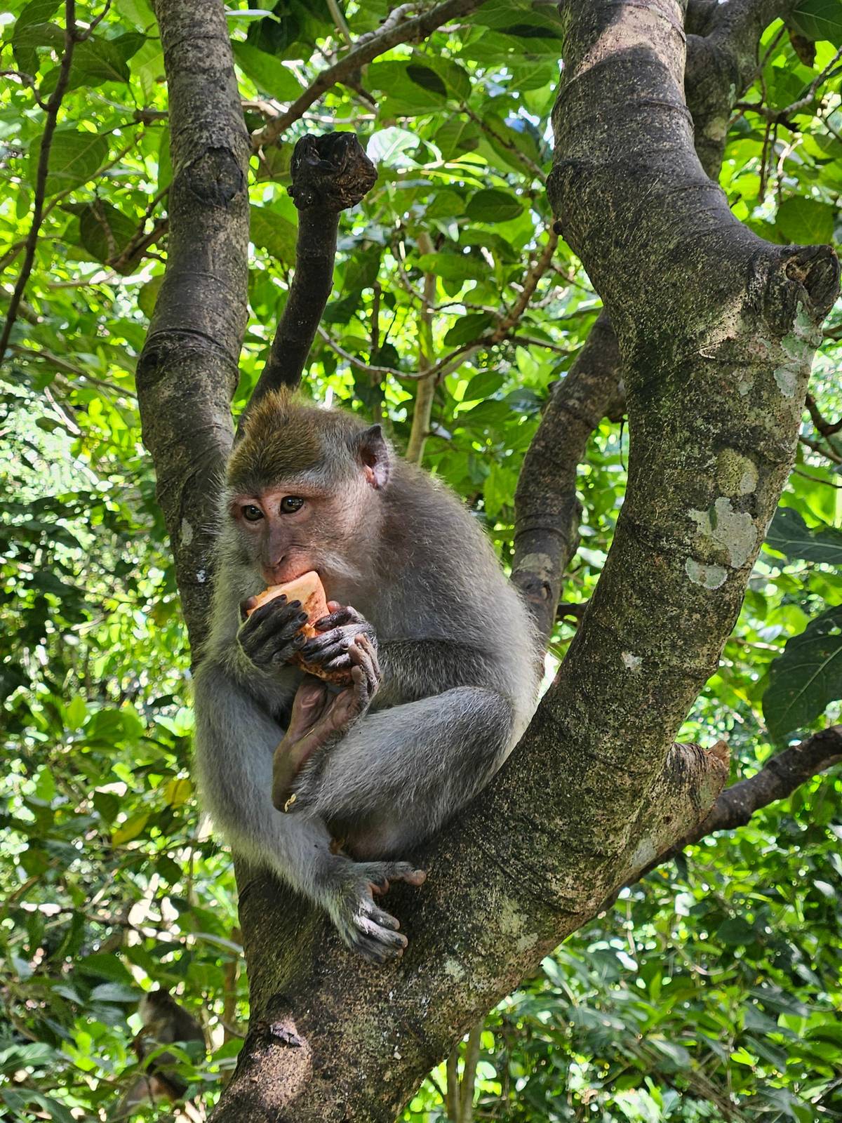A long-tailed macaque eating in the fork of a tree