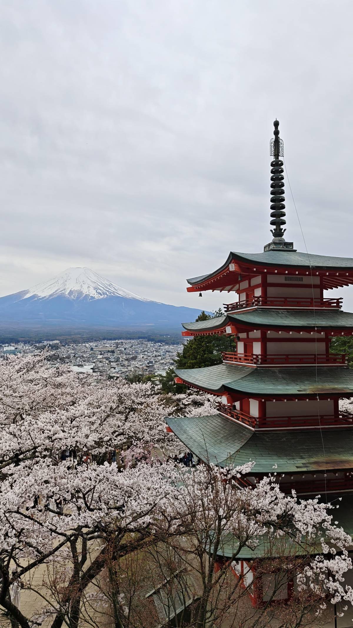 A five-story pagoda above cherry blossoms with snowy Fuji beyond