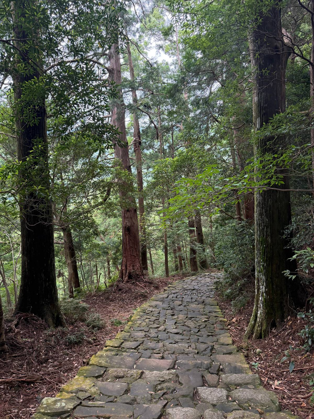 A paved stone path through the forest